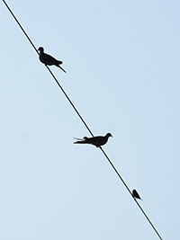 Doves on power line